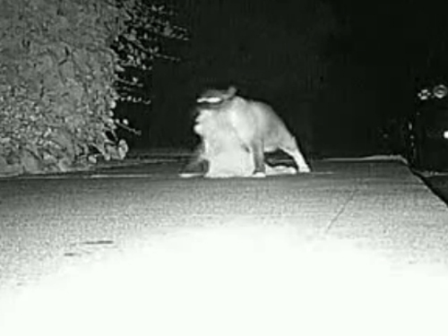 Pisica cleptomana prinsa cu inregistrarea video